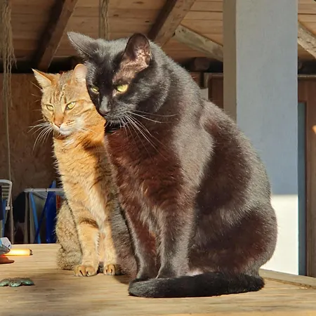 Alpine Village With A Private Terrace, Garden, And Parking - At A Walking Distance From Bled Appartement