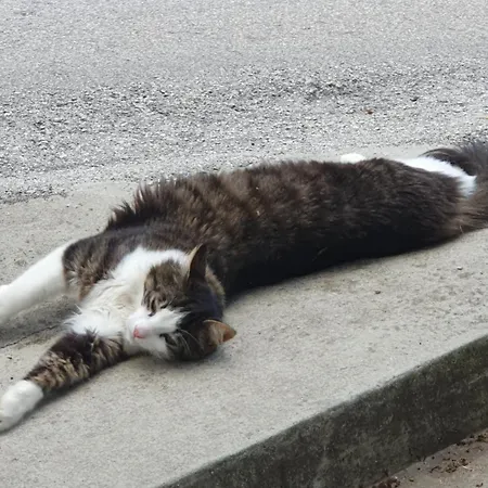 Appartement Alpine Village With A Private Terrace, Garden, And Parking - At A Walking Distance From Bled Bohinjska Bela