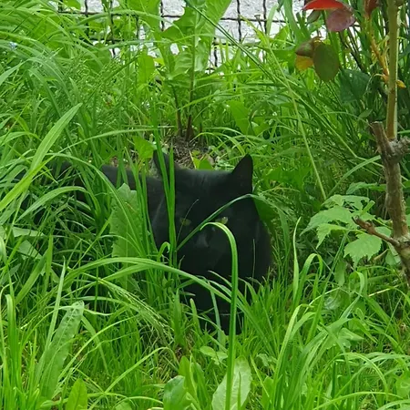 Alpine Village With A Private Terrace, Garden, And Parking - At A Walking Distance From Bled Apartma