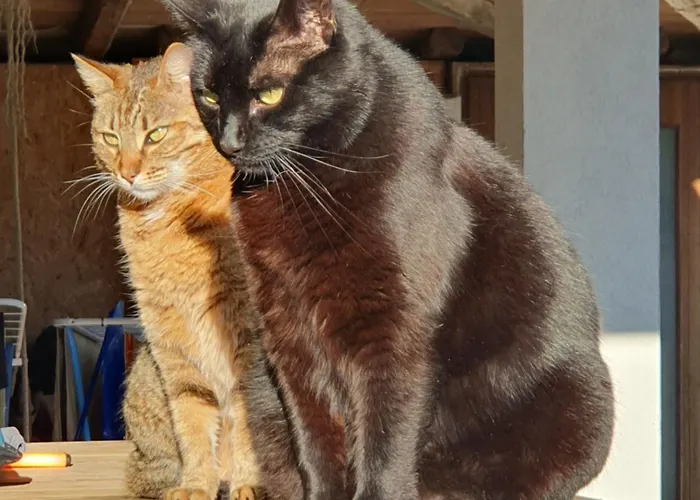 Alpine Village With A Private Terrace, Garden, And Parking - At A Walking Distance From Bled アパート