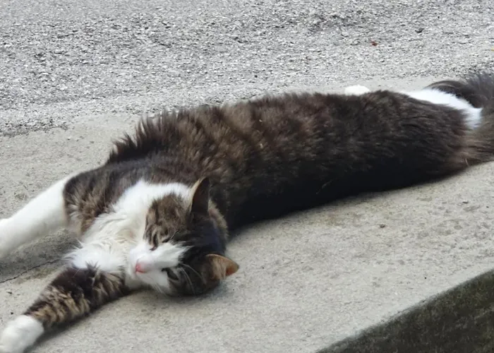 アパート Alpine Village With A Private Terrace, Garden, And Parking - At A Walking Distance From Bled ゴレンスカ地方