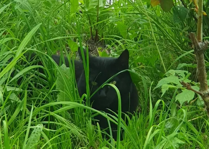 Alpine Village With A Private Terrace, Garden, And Parking - At A Walking Distance From Bled 아파트